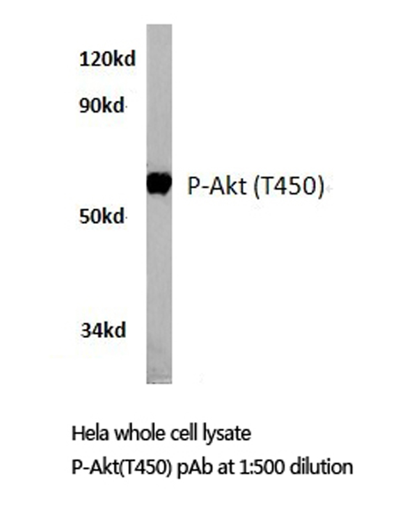 AKT1 + AKT2 + AKT3 Antibody - Western blot of p-Akt (T450) pAb in extracts from Raw264.7 cells.