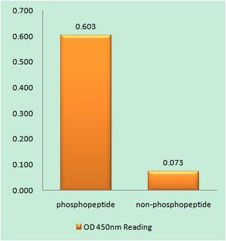 AKT1 + AKT2 + AKT3 Antibody - The absorbance readings at 450 nM are shown in the ELISA figure.