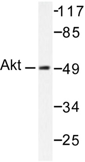 AKT1 + AKT2 + AKT3 Antibody - Western blot of Akt (P467) pAb in extracts from HeLa cells.
