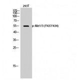 AKT1 + AKT3 Antibody - Western blot of Phospho-Akt1/3 (Y437/434) antibody