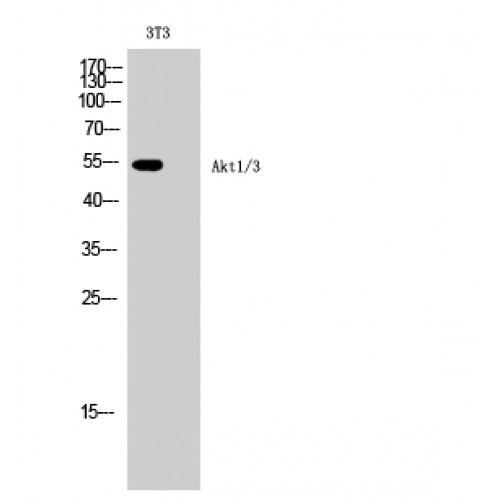 AKT1 + AKT3 Antibody - Western blot of Akt1/3 antibody
