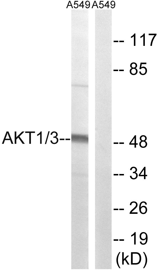 AKT1 + AKT3 Antibody - Western blot analysis of lysates from A549 cells, using AKT1/3 Antibody. The lane on the right is blocked with the synthesized peptide.