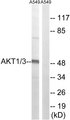 AKT1 + AKT3 Antibody - Western blot analysis of lysates from A549 cells, using AKT1/3 Antibody. The lane on the right is blocked with the synthesized peptide.