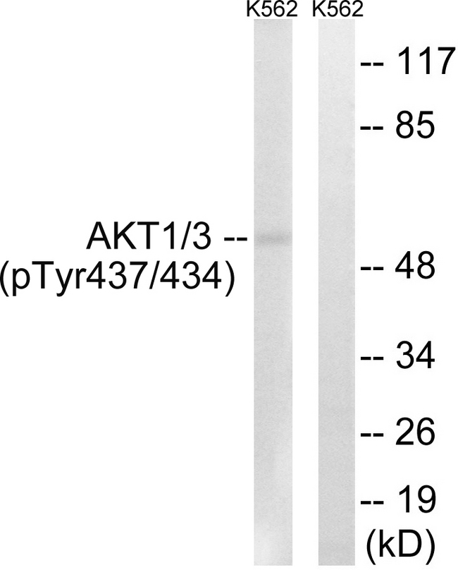 AKT1 + AKT3 Antibody - Western blot analysis of lysates from K562 cells treated with insulin 0.01U/ml 15', using AKT1/3 (Phospho-Tyr437/434) Antibody. The lane on the right is blocked with the phospho peptide.