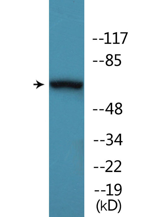 AKT1 + AKT3 Antibody - Western blot analysis of lysates from K562 cells treated with insulin 0.01U/ml 15', using AKT1/3 (Phospho-Tyr437/434) Antibody.