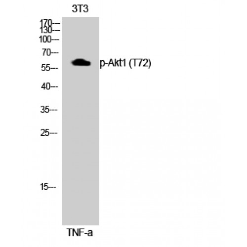 AKT1 Antibody - Western blot of Phospho-Akt1 (T72) antibody