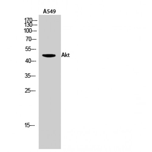 AKT1 Antibody - Western blot of Akt antibody
