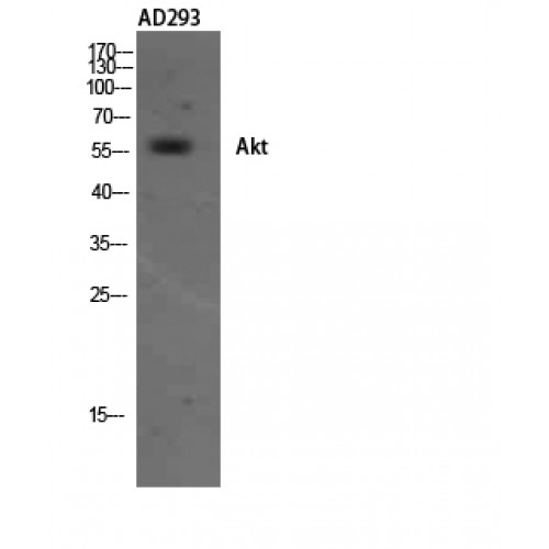 AKT1 Antibody - Western blot of Akt antibody