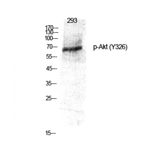 AKT1 Antibody - Western blot of Phospho-Akt (Y326) antibody