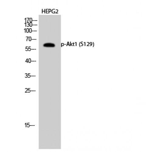 AKT1 Antibody - Western blot of Phospho-Akt1 (S129) antibody