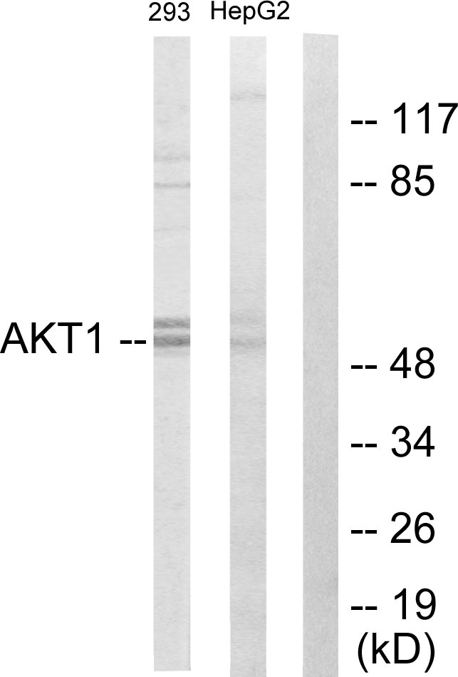 AKT1 Antibody - Western blot analysis of lysates from 293 cells and HepG2 cells, using Akt Antibody. The lane on the right is blocked with the synthesized peptide.