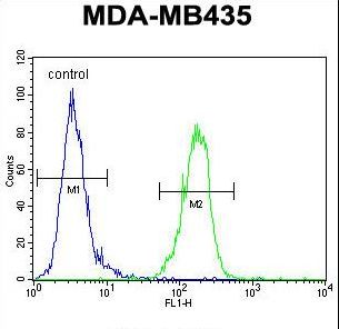 AKT1 Antibody - AKT1 Antibody flow cytometry of MDA-MB435 cells (right histogram) compared to a negative control cell (left histogram). FITC-conjugated goat-anti-rabbit secondary antibodies were used for the analysis.
