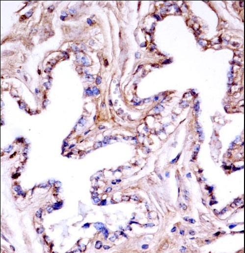 AKT1 Antibody - Mouse Akt1 Antibody immunohistochemistry of formalin-fixed and paraffin-embedded mouse gallbladder tissue followed by peroxidase-conjugated secondary antibody and DAB staining.