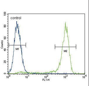 AKT1 Antibody - AKT1 Antibody (C-term T450) flow cytometry of MCF-7 cells (right histogram) compared to a negative control cell (left histogram). FITC-conjugated goat-anti-rabbit secondary antibodies were used for the analysis.