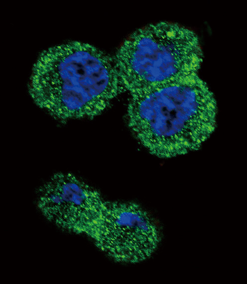 AKT1 Antibody - Confocal immunofluorescence of AKT1 Antibody with MDA-MB435 cell followed by Alexa Fluor 488-conjugated goat anti-rabbit lgG (green). DAPI was used to stain the cell nuclear (blue).
