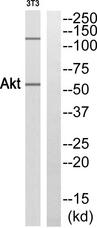 AKT1 Antibody - Western blot analysis of extracts from 3T3 cells, using Akt (Ab-473) antibody.