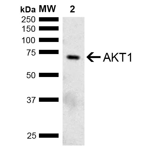 AKT1 Antibody - Western blot analysis of Mouse Brain showing detection of ~55.7 kDa AKT1 protein using Rabbit Anti-AKT1 Polyclonal Antibody. Lane 1: Molecular Weight Ladder (MW). Lane 2: Mouse Brain. Load: 15 µg. Block: 5% Skim Milk in 1X TBST. Primary Antibody: Rabbit Anti-AKT1 Polyclonal Antibody  at 1:1000 for 2 hours at RT. Secondary Antibody: Goat Anti-Rabbit IgG: HRP at 1:5000 for 1 hour at RT. Color Development: ECL solution for 5 min at RT. Predicted/Observed Size: ~55.7 kDa. Other Band(s): Band is detected at ~65 kDa, due to post translational modifications.
