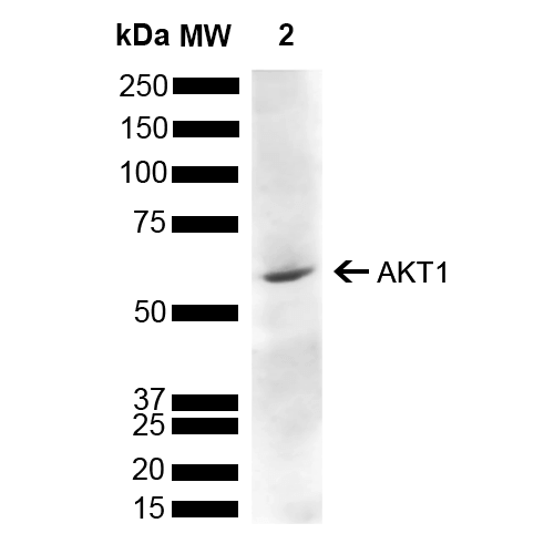 AKT1 Antibody - Western blot analysis of Rat Liver showing detection of 55.7 kDa AKT1 protein using Rabbit Anti-AKT1 Polyclonal Antibody. Lane 1: Molecular Weight Ladder (MW). Lane 2: Rat Liver. Load: 15 µg. Block: 5% Skim Milk powder in TBST. Primary Antibody: Rabbit Anti-AKT1 Polyclonal Antibody  at 1:1000 for 2 hours at RT with shaking. Secondary Antibody: Goat Anti-Rabbit IgG: HRP at 1:5000 for 1 hour at RT. Color Development: ECL solution for 5 min at RT. Predicted/Observed Size: 55.7 kDa.