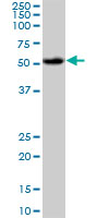 AKT1 Antibody - Western blot of AKT1 expression in HepG2 cell lysates.