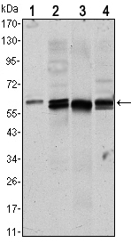 AKT1 Antibody - Western blot using AKT1 mouse monoclonal antibody against NIH/3T3 (1), HeLa (2),COS7 (3) and Jurkat (4) cell lysate.