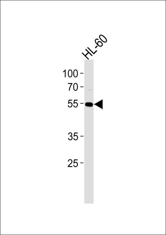 AKT1 Antibody - AKT1 Antibody(MS4188) western blot of HL-60 cell line lysates (35 ug/lane). The AKT1 antibody detected the AKT1 protein (arrow).