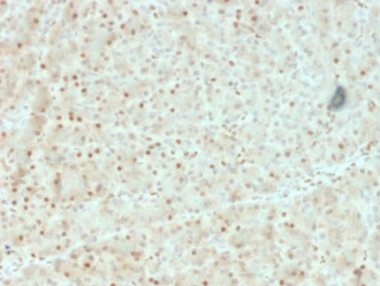 AKT1 Antibody - IHC testing of FFPE human pancreas with AKT1 antibody (clone AKT1/2552). HIER: boil tissue sections in pH6, 10mM citrate buffer, for 10-20 min followed by cooling at RT for 20 min.