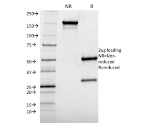 AKT1 Antibody - SDS-PAGE analysis of purified, BSA-free AKT1 antibody (clone AKT1/2552) as confirmation of integrity and purity.