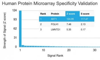 AKT1 Antibody - Analysis of HuProt(TM) microarray containing more than 19,000 full-length human proteins using AKT1 antibody (clone AKT1/2552). These results demonstrate the foremost specificity of the AKT1/2552 mAb. Z- and S- score: The Z-score represents the strength of a signal that an antibody (in combination with a fluorescently-tagged anti-IgG secondary Ab) produces when binding to a particular protein on the HuProt(TM) array. Z-scores are described in units of standard deviations (SDs) above the mean value of all signals generated on that array. If the targets on the HuProt(TM) are arranged in descending order of the Z-score, the S-score is the difference (also in units of SDs) between the Z-scores. The S-score therefore represents the relative target specificity of an Ab to its intended target.