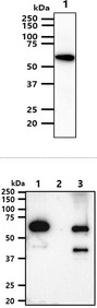 AKT1 Antibody - The cell lysates (40ug) were resolved by SDS-PAGE, transferred to PVDF membrane and probed with anti-human AKT1/3 antibody (1:1000). Proteins were visualized using a goat anti-mouse secondary antibody conjugated to HRP and an ECL detection system. Lane 1.: NIH3T3 cell lysate The recombinant proteins (50ng) were resolved by SDS-PAGE, transferred to PVDF membrane and probed with anti-human AKT1/3 antibody (1:1000). Proteins were visualized using a goat anti-mouse secondary antibody conjugated to HRP and an ECL detection system. Lane 1.: Recombinant Human AKT1 Lane 2.: Recombinant Human AKT2 Lane 3.: Recombinant Human AKT3