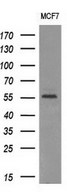AKT1 Antibody - Western blot analysis of extracts. (10ug) from 1 cell line by using anti-AKT1 monoclonal antibody at 1:200.
