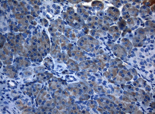 AKT1 Antibody - Immunohistochemical staining of paraffin-embedded Human pancreas tissue within the normal limits using anti-AKT1 mouse monoclonal antibody. (Heat-induced epitope retrieval by 1mM EDTA in 10mM Tris buffer. (pH8.5) at 120°C for 3 min. (1:150)