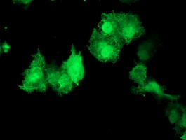 AKT1 Antibody - Anti-AKT1 mouse monoclonal antibody immunofluorescent staining of COS7 cells transiently transfected by pCMV6-ENTRY AKT1.
