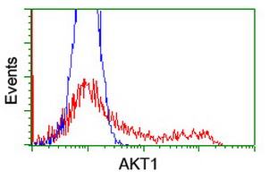 AKT1 Antibody - HEK293T cells transfected with either overexpress plasmid (Red) or empty vector control plasmid (Blue) were immunostained by anti-AKT1 antibody, and then analyzed by flow cytometry.
