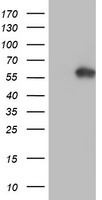 AKT1 Antibody - HEK293T cells were transfected with the pCMV6-ENTRY control (Left lane) or pCMV6-ENTRY AKT1 (Right lane) cDNA for 48 hrs and lysed. Equivalent amounts of cell lysates (5 ug per lane) were separated by SDS-PAGE and immunoblotted with anti-AKT1.