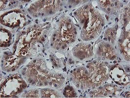 AKT1 Antibody - IHC of paraffin-embedded Human Kidney tissue using anti-AKT1 mouse monoclonal antibody.