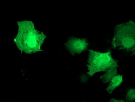 AKT1 Antibody - Anti-AKT1 mouse monoclonal antibody immunofluorescent staining of COS7 cells transiently transfected by pCMV6-ENTRY AKT1.