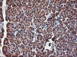 AKT1 Antibody - IHC of paraffin-embedded Human pancreas tissue using anti-AKT1 mouse monoclonal antibody.