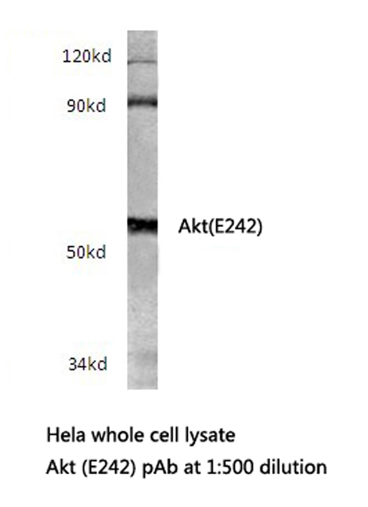 AKT1 Antibody - Western blot of Akt (E242) pAb in extracts from HeLa cells.