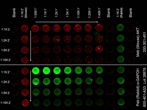 AKT1 Antibody - ELISA of Mouse Anti-AKT Antibody. Antigen: HCT-116 cell line. Coating amount: Confluent in the 96 well plate. Primary antibody: AKT or GAPDH antibody at 2 µg/mL. Dilution series: Primary and Secondary Antibodies 2-fold. Mid-point concentration: N/A. Secondary antibody: DyLight 680 donkey secondary antibody and DyLight 800 goat secondary antibody starting at 1:1,000. Substrate: None.