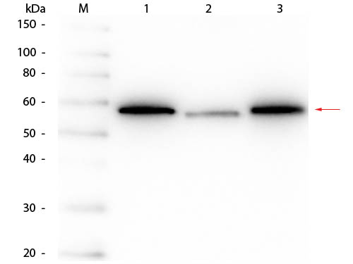 AKT1 Antibody - Western Blot of Mouse anti-AKT Monoclonal Antibody. Lane 1: His-AKT1 Recombinant Protein. Lane 2: His-AKT2 Recombinant Protein. Lane 3: His-AKT3 Recombinant Protein. Load: 50 ng per lane. Primary antibody: Mouse anti-AKT Monoclonal Antibody at 1:1,000 overnight at 4°C. Secondary antibody: HRP mouse secondary antibody at 1:40,000 for 30 min at RT. Block: MB-070 for 30 min at RT. Predicted/Observed size: 54-56 kDa, 54-56 kDa for AKT1, AKT2, AKT3.