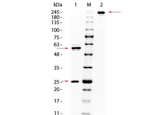 AKT1 Antibody - SDS PAGE of Mouse anti-AKT Monoclonal Antibody. Lane 1: Reduced Mouse anti-AKT Monoclonal Antibody. Lane 2: 3 µL Opal Prestained Marker Lane 3: Non-Reduced Mouse anti-AKT Monoclonal Antibody. Load: 1 µg per lane. Predicted/Observed size: Non-Reduced at 160kDa/Observed at 245 kDa; Reduced at 55, 25 kDa. Non-reduced migrates slightly higher.