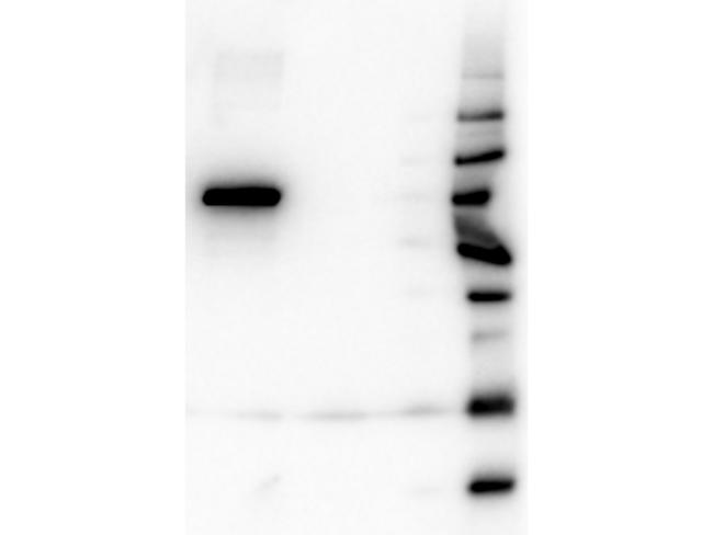 AKT1 Antibody - Western Blot of Mouse Anti-AKT1 antibody. Lane 1: GST Tagged recombinant AKT1. Lane 2: GST Tagged recombinant AKT2. Lane 3: GST Tagged recombinant AKT3. Load: 25 ng per lane. Primary antibody: AKT1 antibody at 1:1,000 for overnight at 4°C. Secondary antibody: Peroxidase Rabbit secondary antibody at 1:40,000 for 30 min at RT.