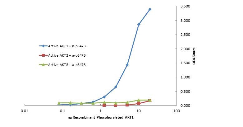 AKT1 Antibody - Plate was coated with monoclonal anti AKT1 antibody followed by incubation with recombinant AKT1, AKT2, AKT3 proteins. Binding was detected with biotinylated monoclonal anti AKT pS473. The signal shows specificity of the monoclonal anti-AKT1 antibody to recombinant isoform AKT1 protein and not the isoform 2 and 3