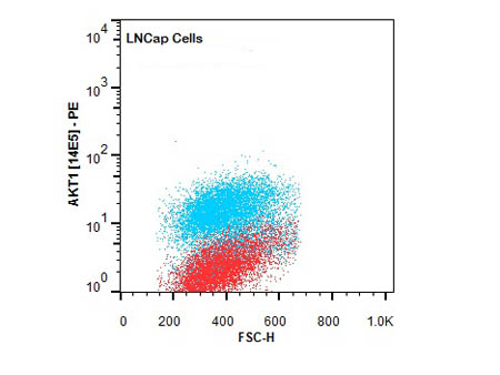 AKT1 Antibody - Flow Cytometry of Mouse Anti-AKT1 antibody. Cells: LNCap Cells. Stimulation: none. Primary antibody: Phycoerythrin AKT1 antibody at 1.0 µg/mL for 20 min at 4°C.