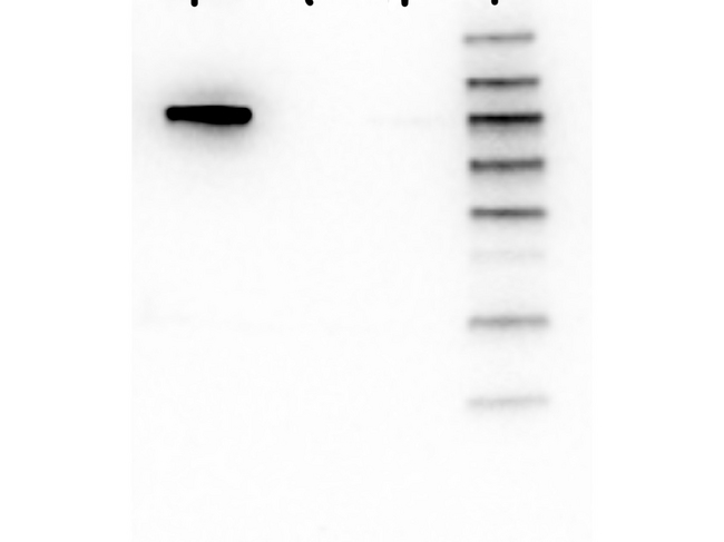 AKT1 Antibody - Western Blot of Mouse anti-AKT1 antibody. Lane 1: GST-AKT1. Lane 2: GST-AKT2. Lane 3: GST-AKT3. Load: 25 ng per lane. Primary antibody: AKT1 unconjugated antibody at 1:1000 for overnight at 4°C. Secondary antibody: Mouse secondary antibody at 1:40,000 for 30 min at RT. Block: 5% BLOTTO overnight at 4°C. Predicted/Observed size: 78 kDa for AKT1. Other band(s): none.