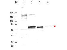 AKT1 Antibody - Western Blot - Anti-AKT Antibody. Anti-AKT Antibody in western blot showing detection of endogenous protein in whole cell extracts from H2O2 treated MCF7 cells (lane 2). Recombinant AKT is detected in lane 3. Lanes 1 and 4 contain wcl from HeLa and A431 cells, respectively. Specific band staining is completely blocked when antibody is pre-incubated with the immunizing peptide (data not shown). The band at ~55-60 kD, indicated by the arrowhead, corresponds to the expected molecular weight of AKT. AKT antibody was diluted 1:300 in 1% BLOTTO and reacted with the membrane overnight at 4° C. IRDYE800 conjugated Dnky-a-Sheep IgG was used at a 1:10000 dilution for 45 min at room temperature.