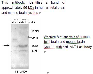 AKT1 Antibody