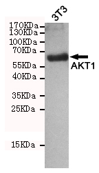 AKT1 Antibody - Western blot detection of AKT1 in 3T3 cell lysates using AKT1 mouse monoclonal antibody (dilution 1:2000), with super ECL. Predicted band size: 60KDa. Observed band size:60KDa.