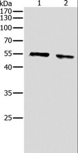 AKT1 Antibody - Western blot analysis of NIH/3T3 and HeLa cell, using pan-AKT Polyclonal Antibody at dilution of 1:500.