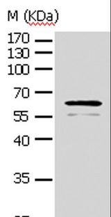 AKT1 Antibody - Western blot analysis of NIH/3T3 cell, using pan-AKT Polyclonal Antibody at dilution of 1:500.